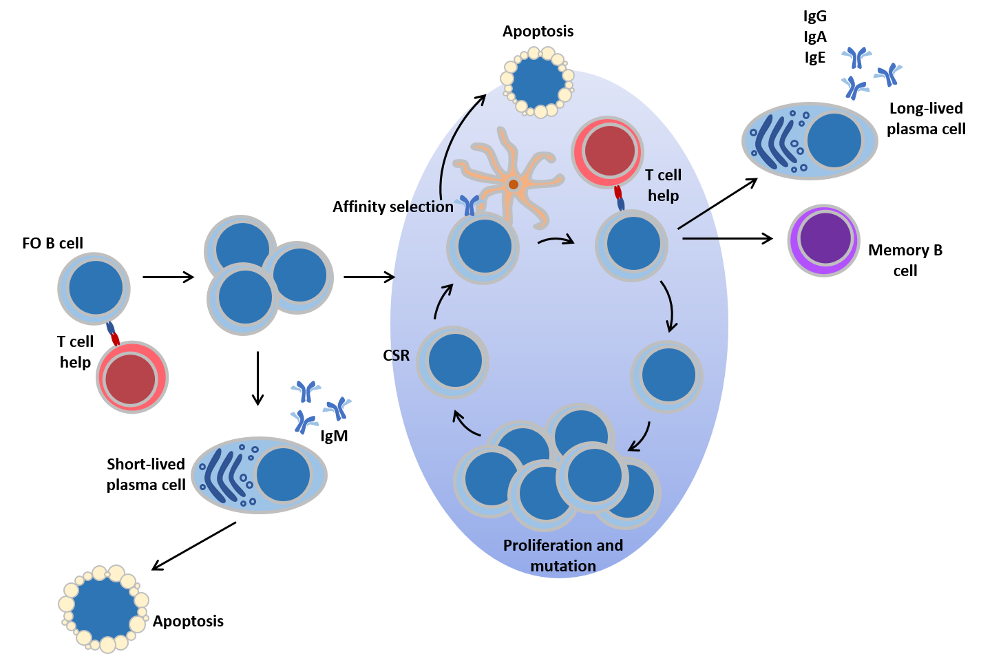 B Cells British Society For Immunology